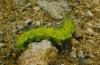 Saturnia pyri